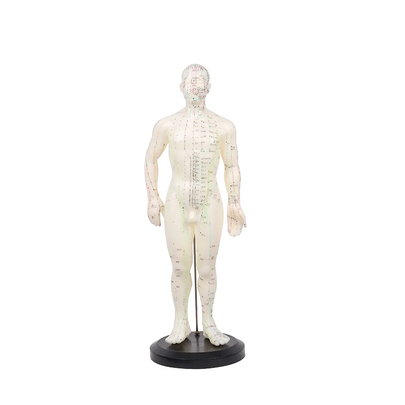 鱼跃 人体针灸模型 男  50cm
